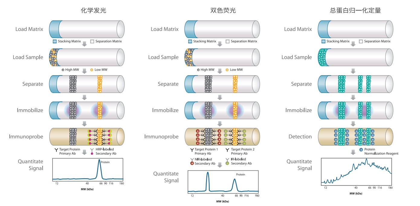 Jess多功能全自动蛋白质表达定量分析系统Jess多功能全自动蛋白质表达定量分析系统